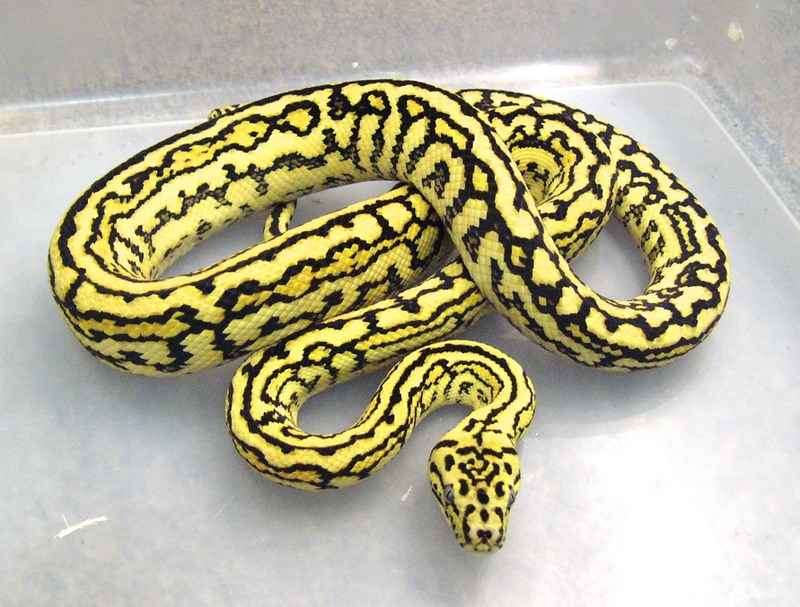 Zebra Carpet Python8. 
